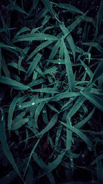 Full frame shot of plants growing on field