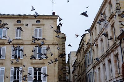 Low angle view of birds flying against sky