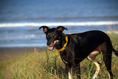 Black dog standing on beach
