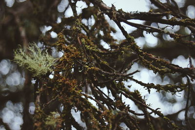 Low angle view of tree branches during winter