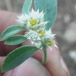 Close-up of white flower