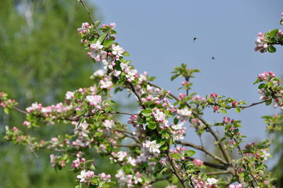 View of pink flowering plants