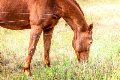 Horse standing in a field