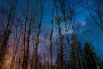 Low angle view of trees in forest against sky