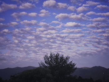 Low angle view of silhouette trees against sky