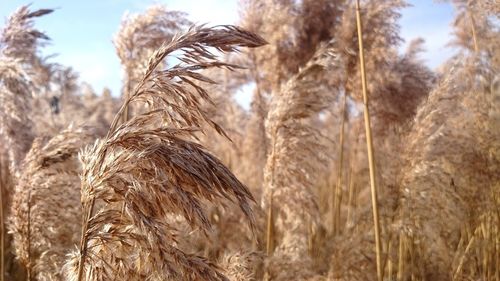 Close-up of stalks in field