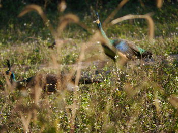 Side view of a bird on field