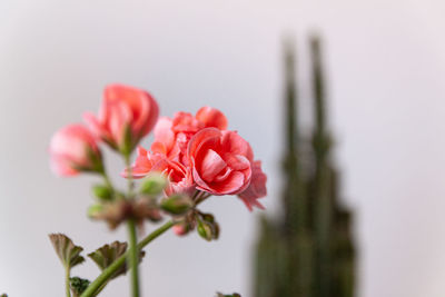 Close-up of pink rose flower