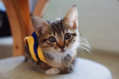 Close-up portrait of cat