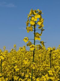 rapeseed