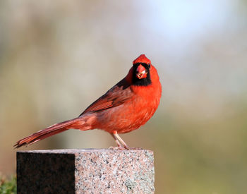 Close-up of bird perching on wooden post