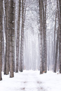 Trees in forest during winter