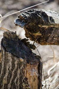 Close-up of dry leaf on tree trunk