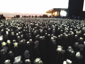 Panoramic shot of flowering plants on field against sky