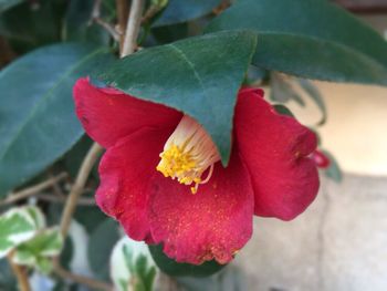 Close-up of red flower blooming outdoors