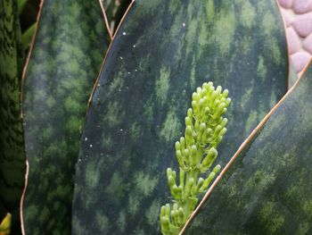 Close-up of hand holding leaf