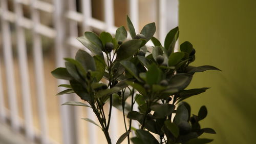 Close-up of plant