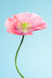 Close-up of pink flower against white background