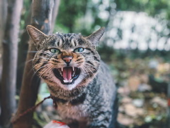 Portrait of tabby cat