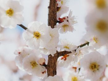 Close-up of white flowers blooming in park