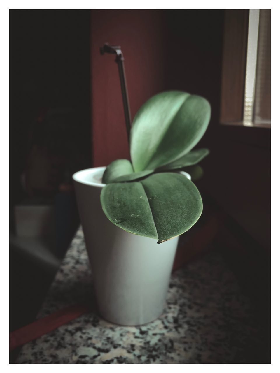 CLOSE-UP OF POTTED PLANT IN VASE