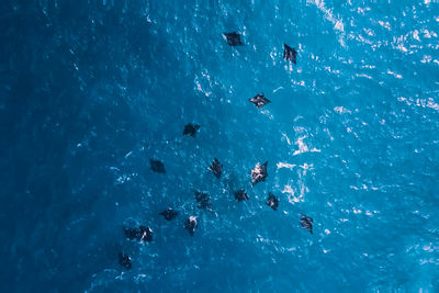 High angle view of people swimming in pool