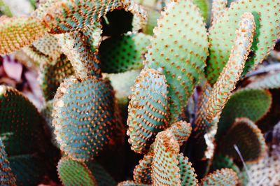 Close-up of succulent plant