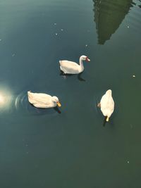 High angle view of swans swimming in lake