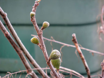 Close-up of figs growing on branch