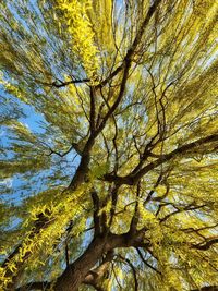 Low angle view of tree in forest
