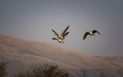 Low angle view of birds flying in the sky