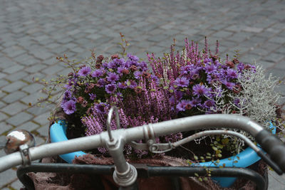 Close-up of purple flowers