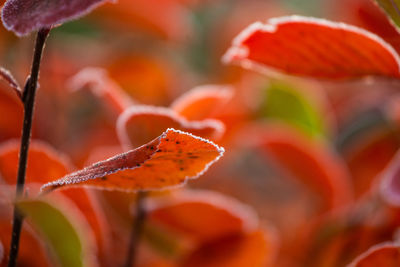 Beautiful red aronia leaves with a frosty edge. morning scenery in the garden. 