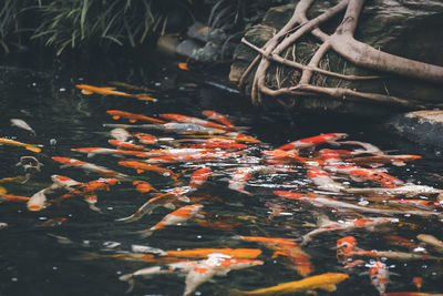 High angle view of koi carps swimming in pond