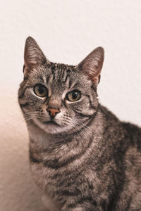 Close-up portrait of cat against white background