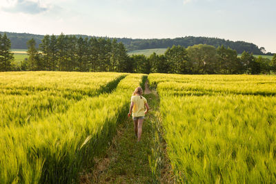 Rear view of girl walking amidst crops at farm