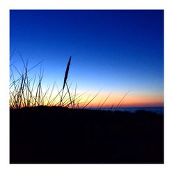 Silhouette plants on field against clear blue sky