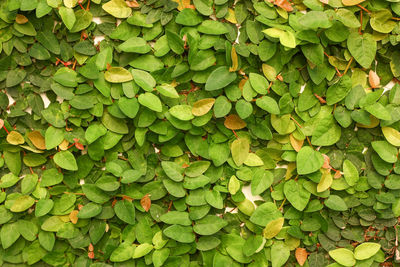 Full frame shot of leaves