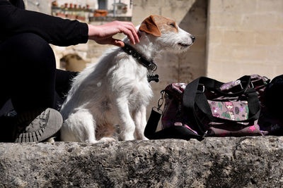 Close-up of man holding dog