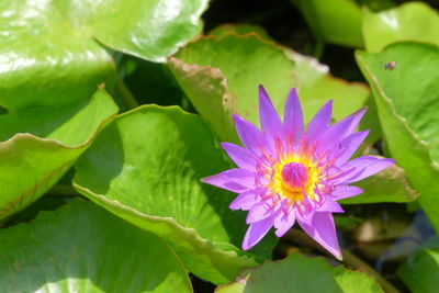 Close-up of pink lotus water lily