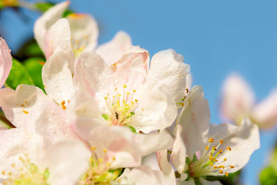 Close-up of white cherry blossom