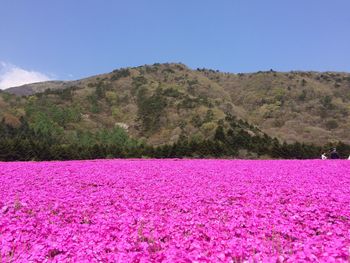 Idyllic shot of pink flowers field against sky