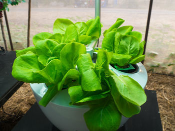 High angle view of potted plant leaves