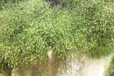 Full frame shot of wet plants