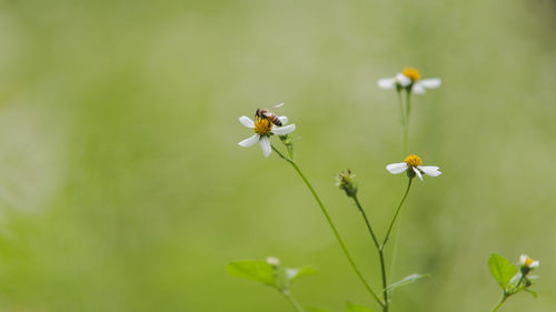 High angle view of bee pollinating on white flower