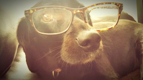 Close-up portrait of a dog