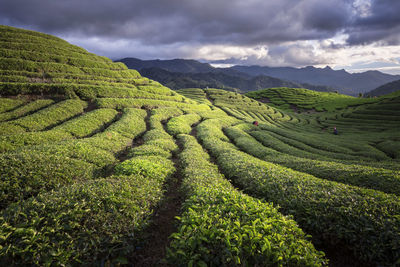 Scenic view of agricultural field against sky