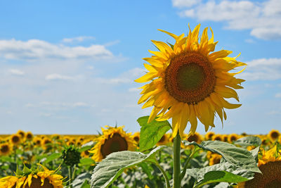 Sunflower field against sky