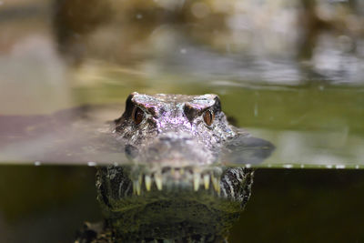 Close-up portrait of crocodile swimming in lake