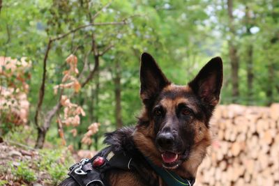 Portrait of a dog on field